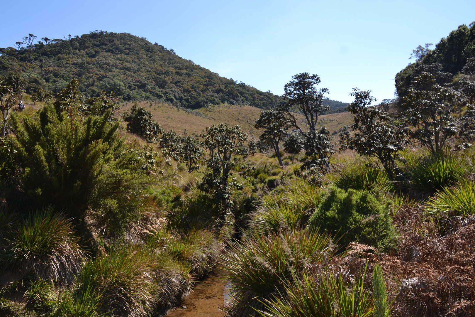 Horton Plains