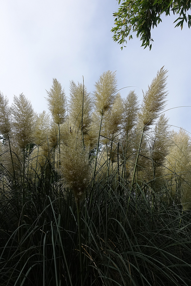 Hortus Botanicus, Amsterdam