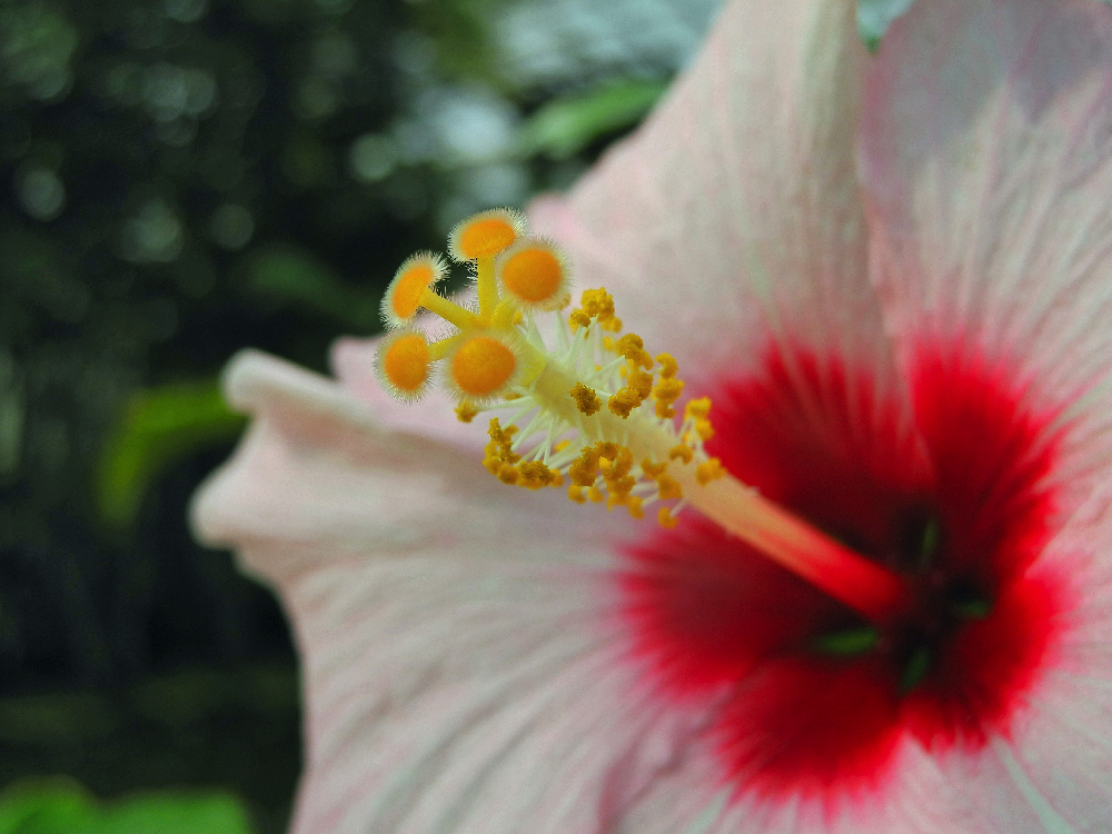 Hortus Botanicus, Leiden