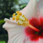 Hortus Botanicus, Leiden