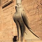 Horus