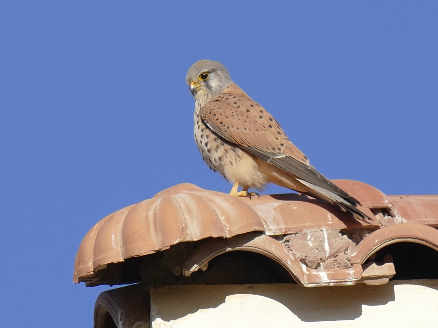 Horus-Falken in Hurghada