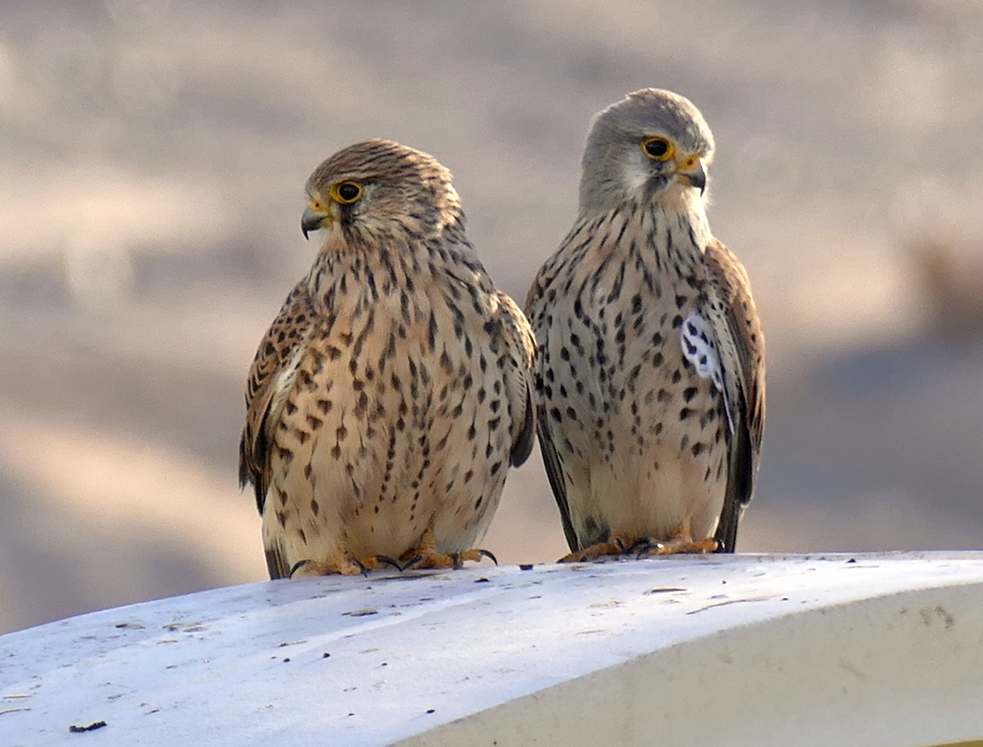 Horus-Falkenpaar in Hurghada