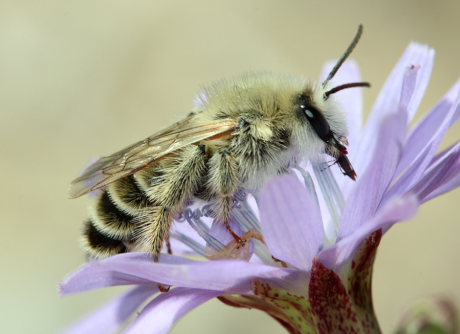 Hosenbiene (Dasypoda hirtipes)