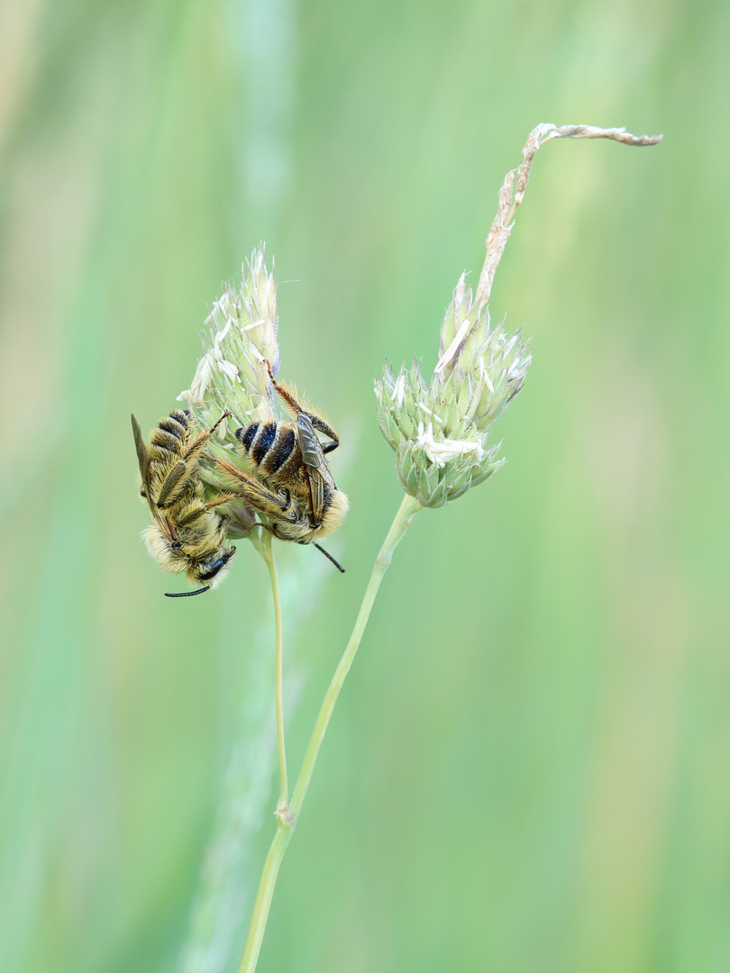 Hosenbienen 