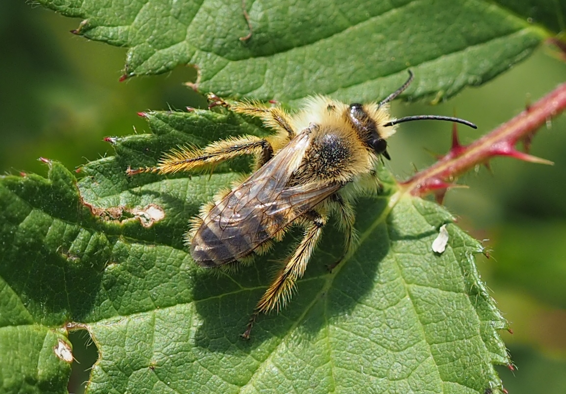 Hosenbienen-Männchen (Dasypoda hirtipes)