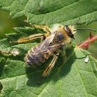 Hosenbienen-Männchen (Dasypoda hirtipes)