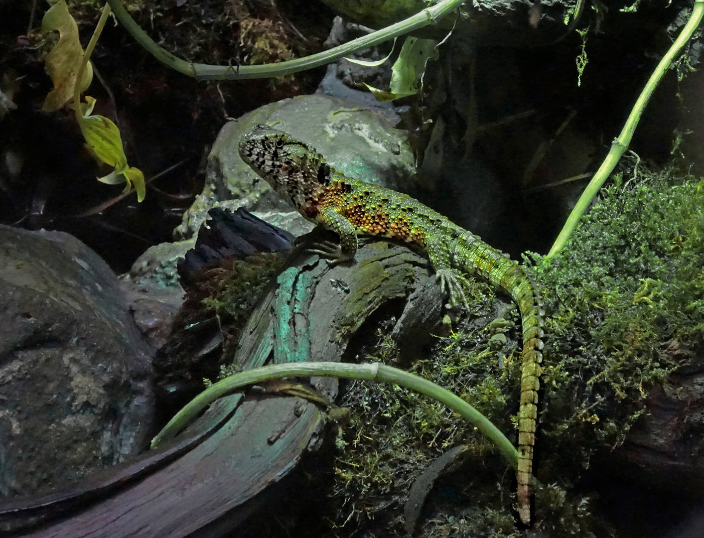 Hosmer's Stachelschwanz Skink