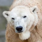 Hospitalistischer Eisbär im Wuppertaler Zoo