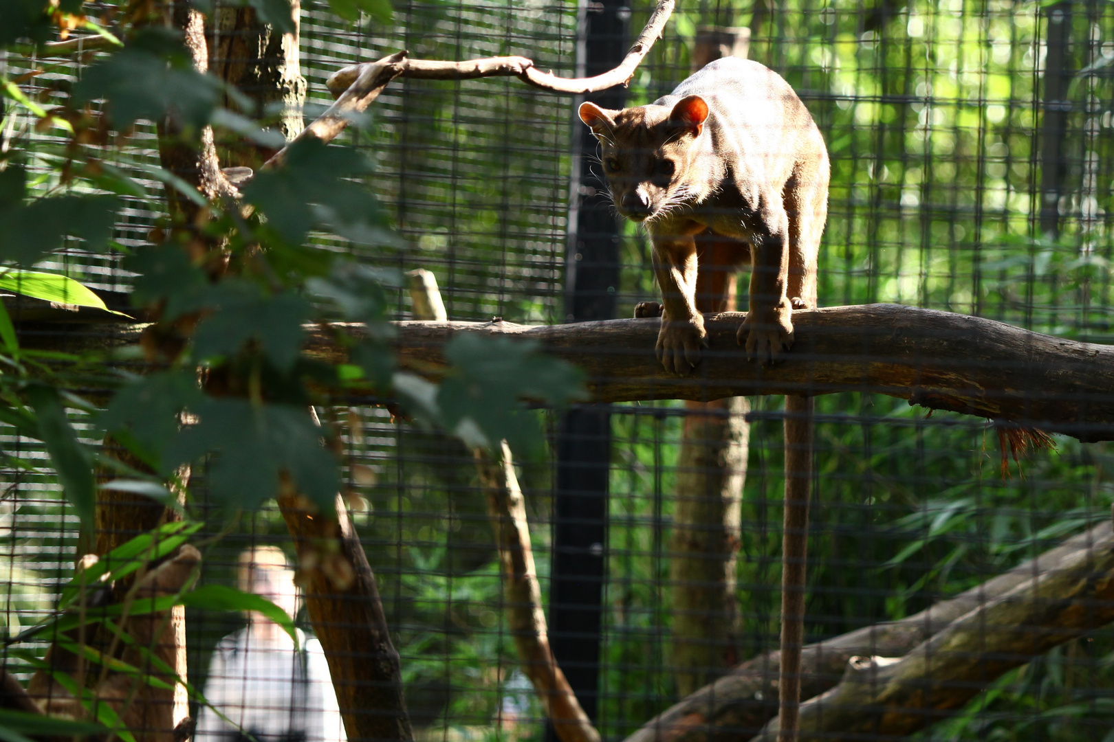 Hossa...Fossa Foto & Bild fotos, world, natur Bilder auf