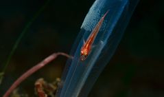 Host Goby Variationen II