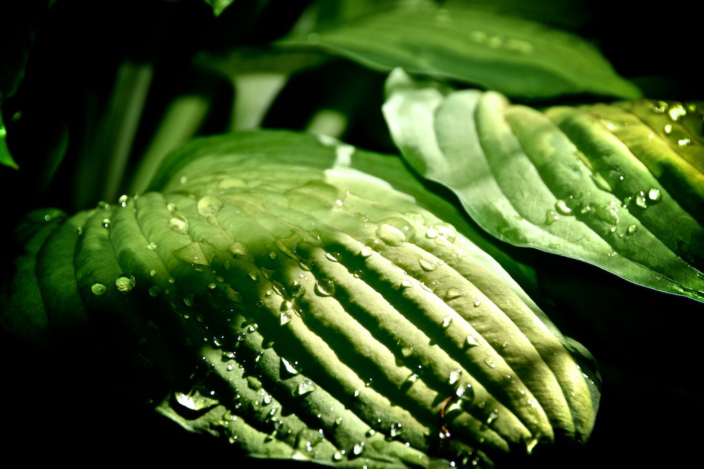 Hosta