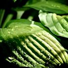 Hosta