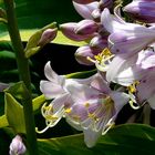 Hosta