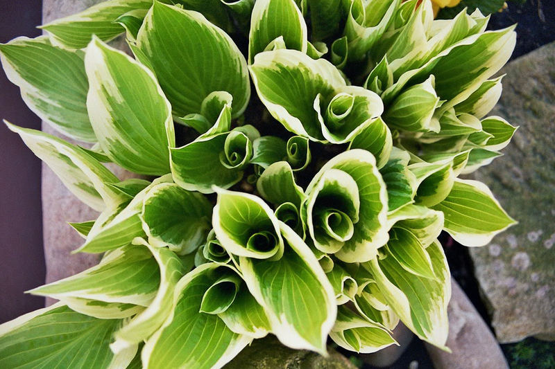 Hosta