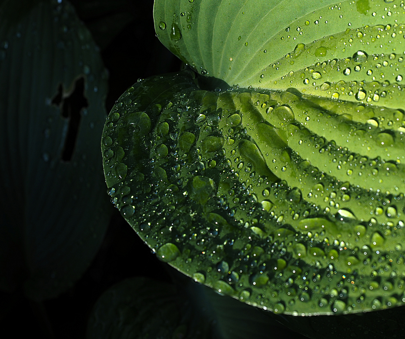 Hosta