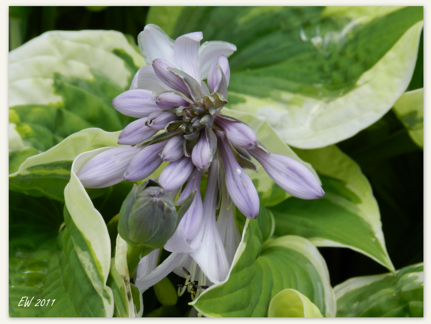 'Hosta' (2)