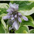 'Hosta' (2)