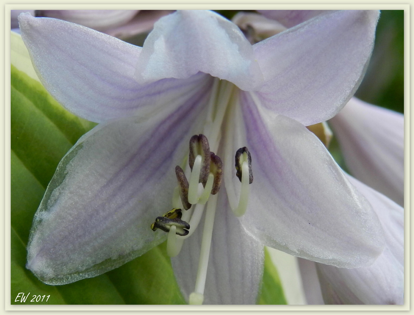 'Hosta' (3)