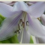 'Hosta' (3)