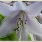 'Hosta' (3)