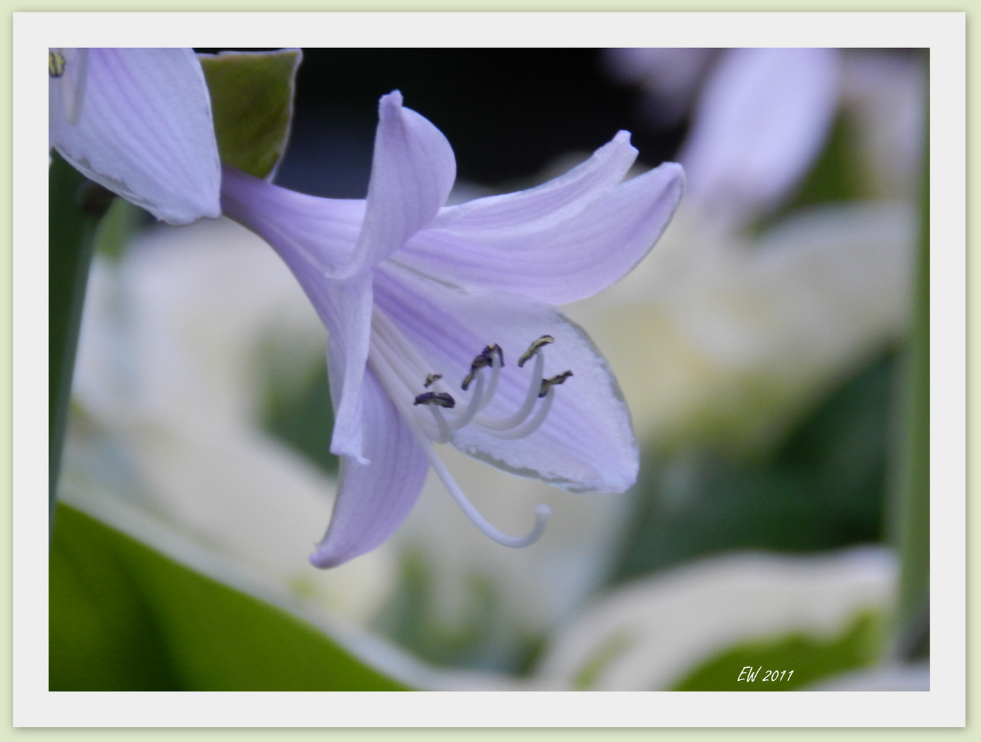 'Hosta' (4)