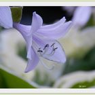 'Hosta' (4)