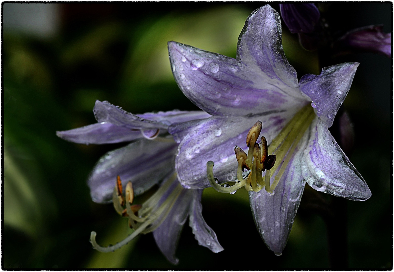 Hosta 