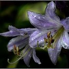 Hosta 