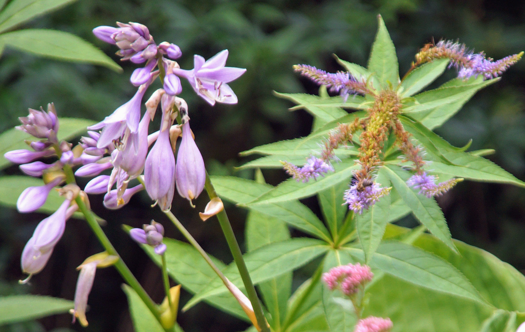 Hosta