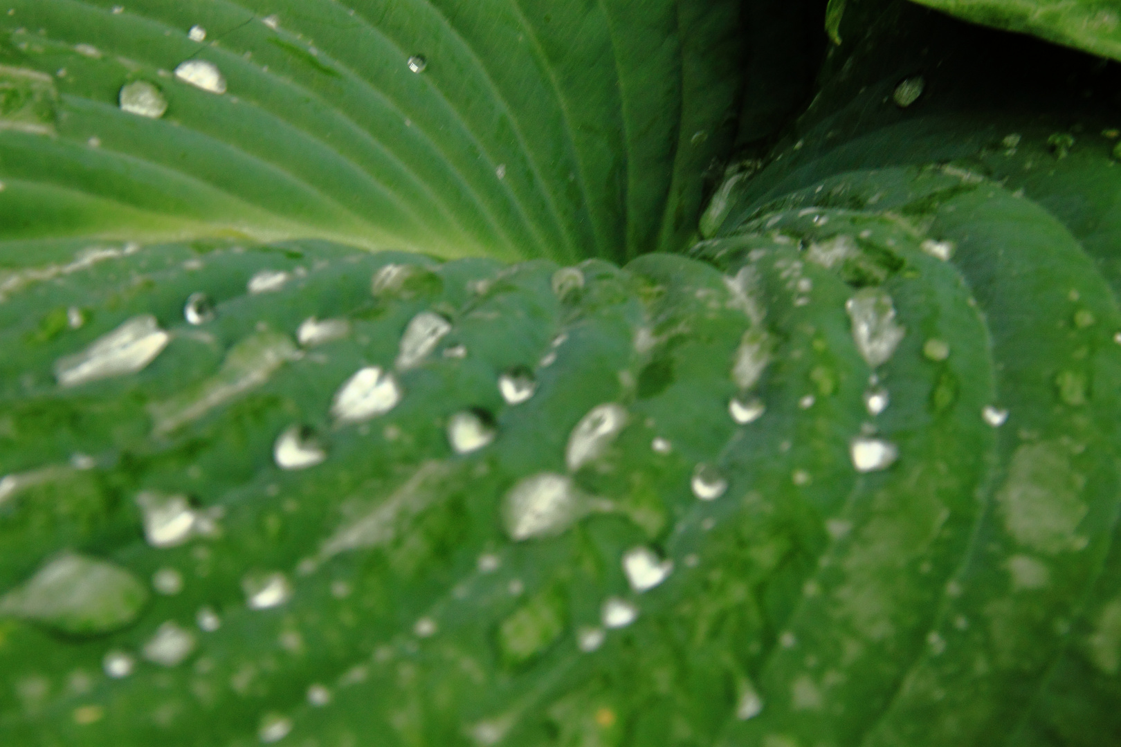 Hosta