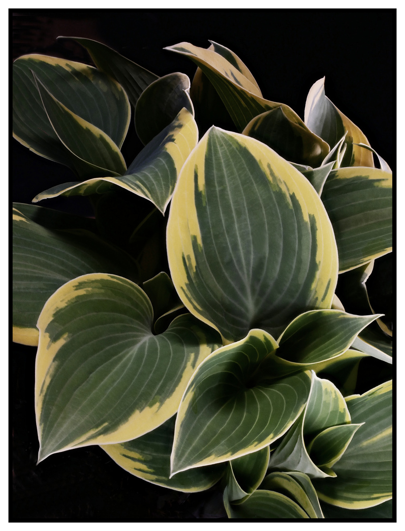 Hosta