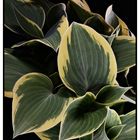 Hosta