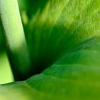 Hosta