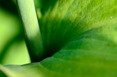 Hosta