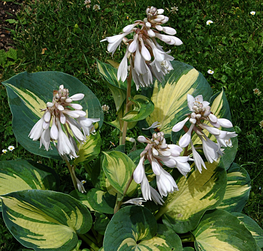 Hosta