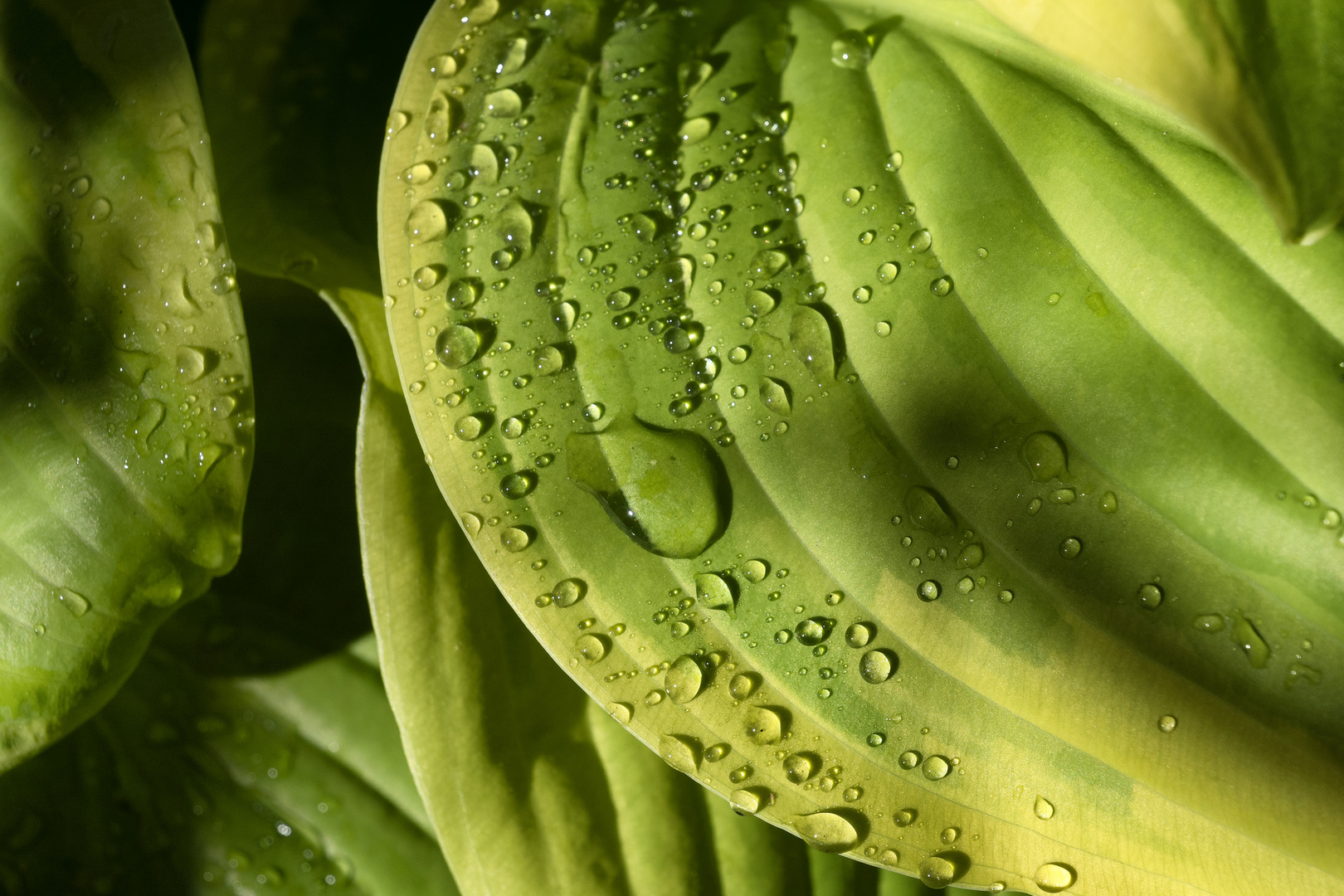 Hosta bagnata