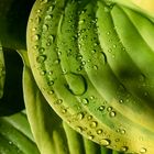 Hosta bagnata