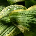 Hosta bagnata