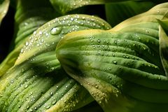 Hosta bagnata