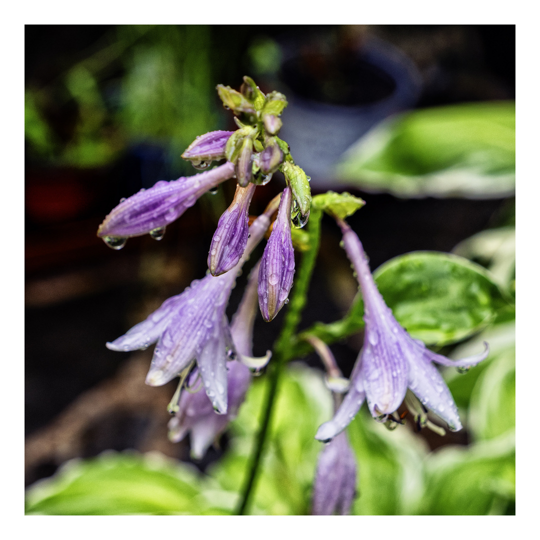 Hosta bagnata