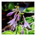 Hosta bagnata