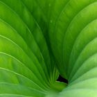 Hosta