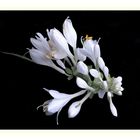 Hosta  blanca