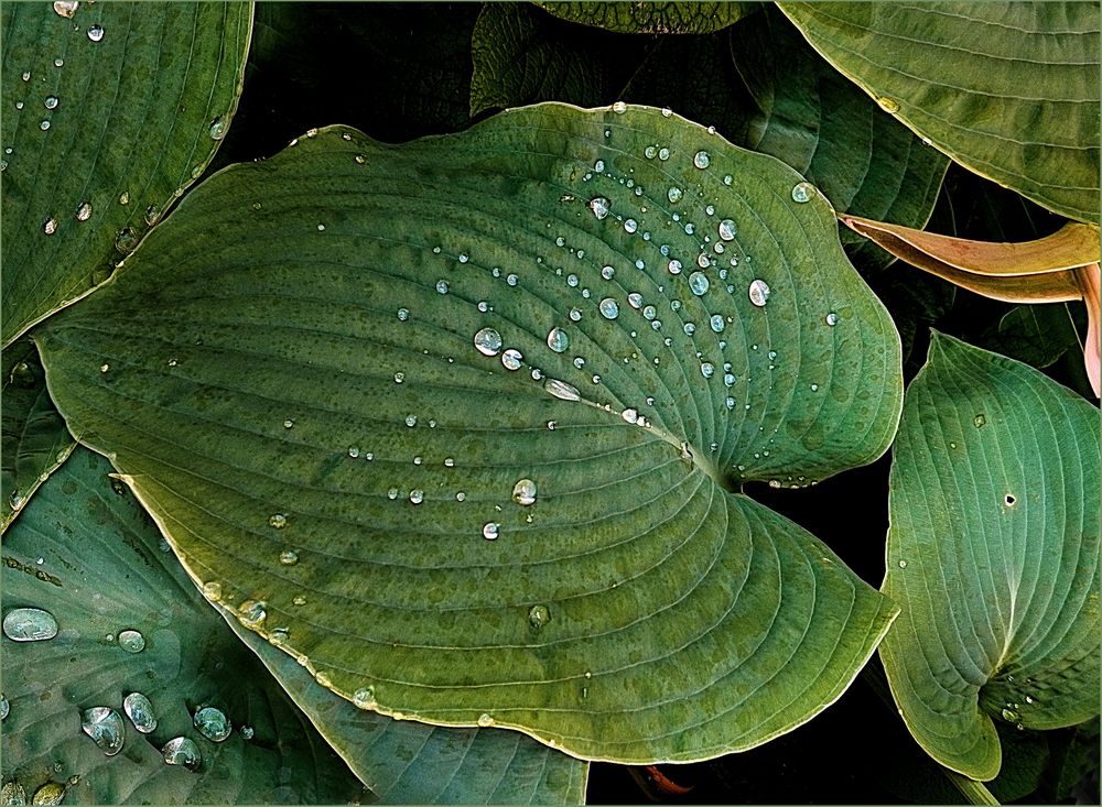 Hosta Blatt  mit Regentropfen        Hoja de hosta con gotas de lluvia 