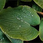 Hosta Blatt  mit Regentropfen        Hoja de hosta con gotas de lluvia 