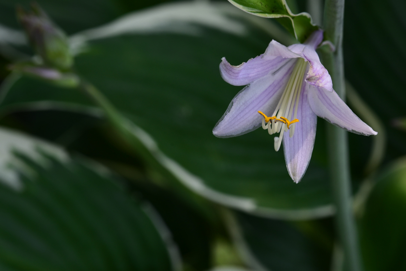 Hosta blüht