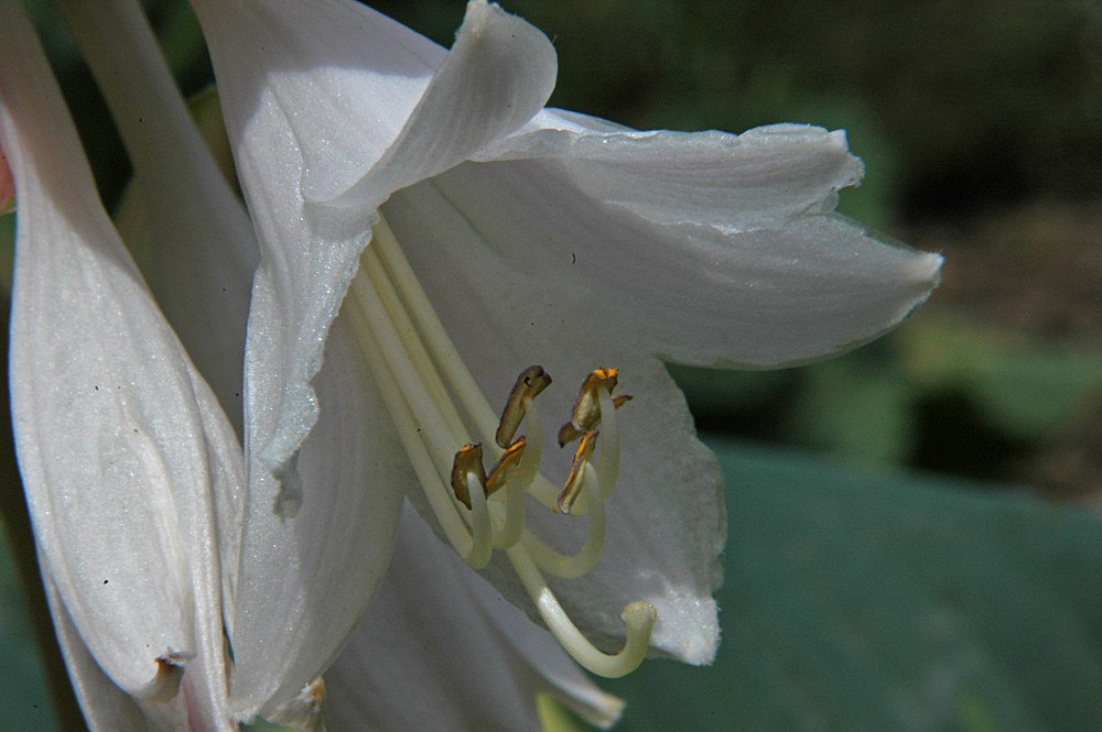 Hosta Blüte
