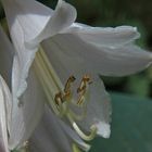 Hosta Blüte