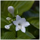 Hosta Blüte